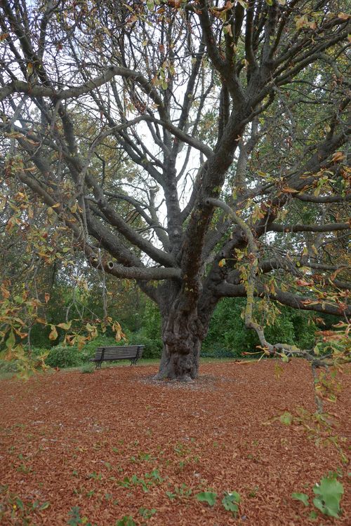 Parc de l'Ile Saint Germain