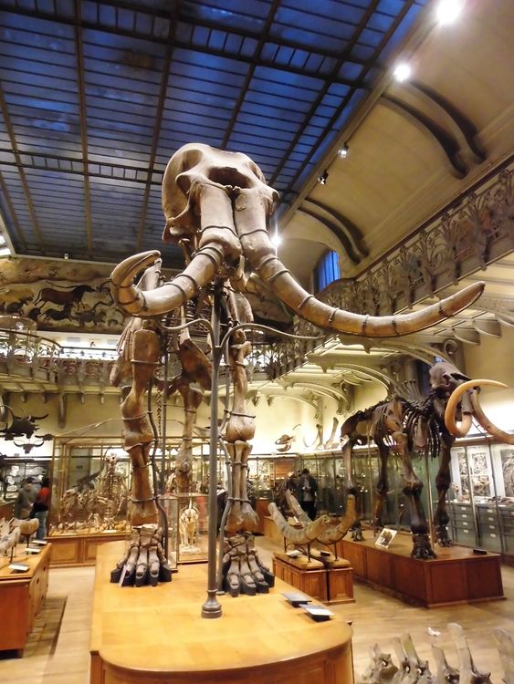 Galerie de Paléontologie et d’Anatomie Comparée