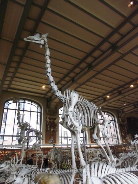 Galerie de Paléontologie et d’Anatomie Comparée