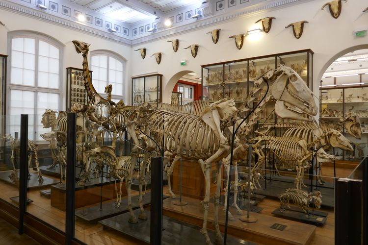 Musée Fragonard - Ecole Vétérinaire de Maisons-Alfort