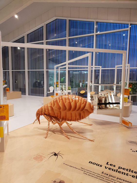 Le Musée des Insectes - OPIE