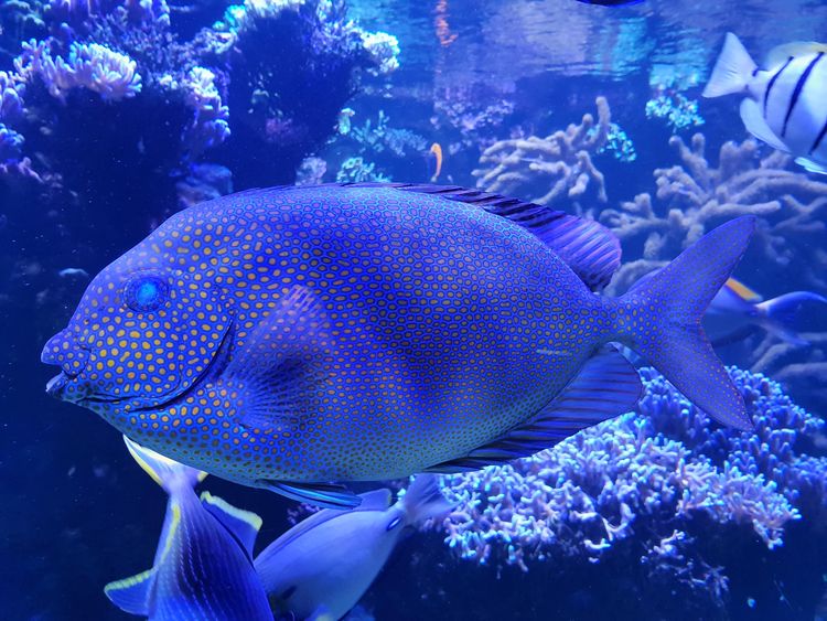 Aquarium Tropical de la Porte Dorée - Paris