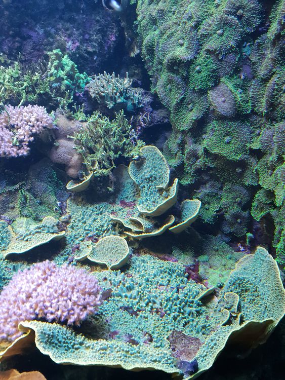 Aquarium Tropical de la Porte Dorée - Paris