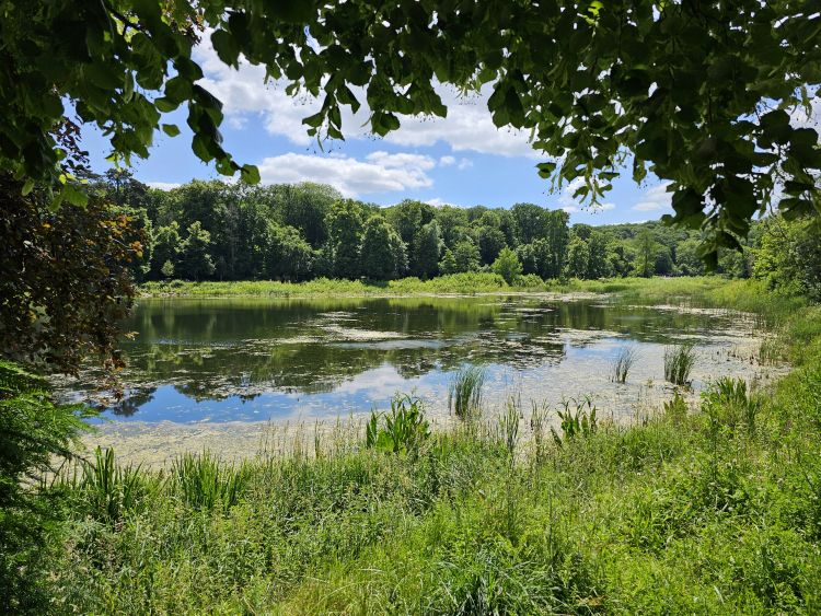Les Étangs de Corot - Ville d'Avray