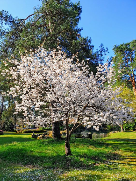 Arboretum des Grandes Bruyères - Ingrannes