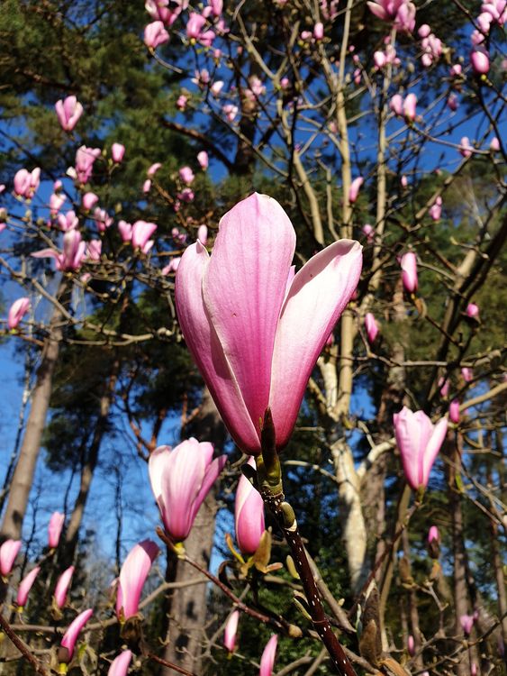 Arboretum des Grandes Bruyères - Ingrannes