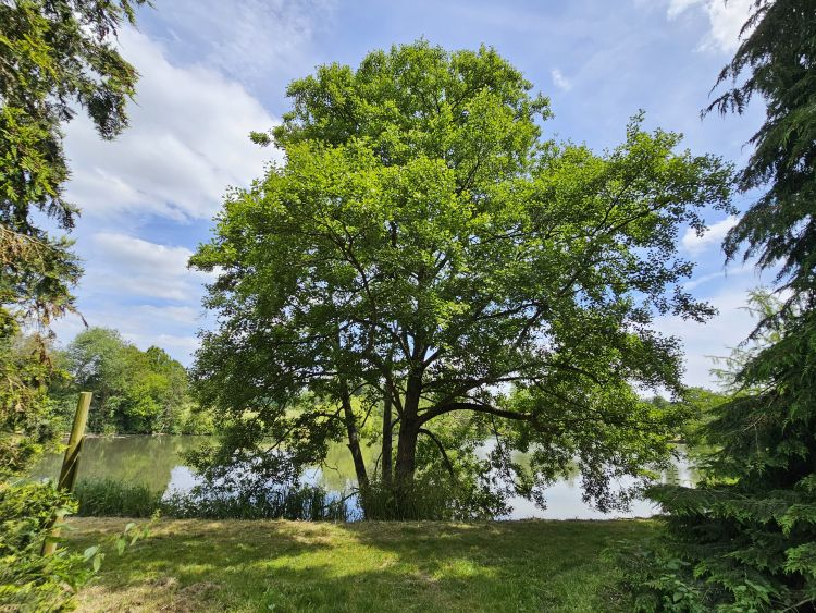 Arboretum de Chèvreloup - Versailles