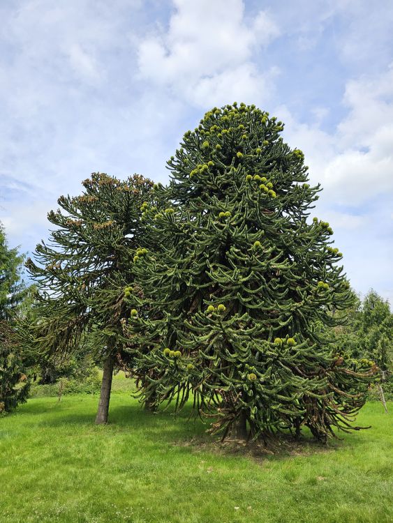 Arboretum de Chèvreloup - Versailles