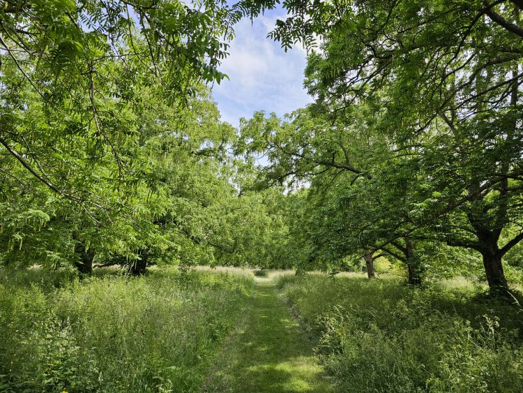 Arboretum de Chèvreloup - Versailles