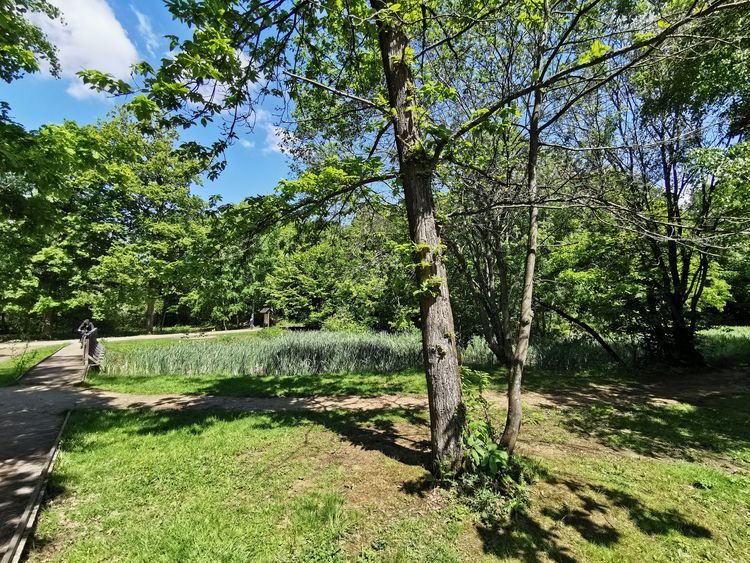 Forêt de Verrières le Buisson