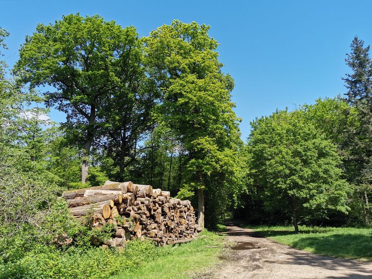 Forêt de Verrières le Buisson