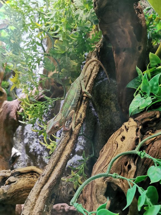 La Ferme Tropicale - Paris