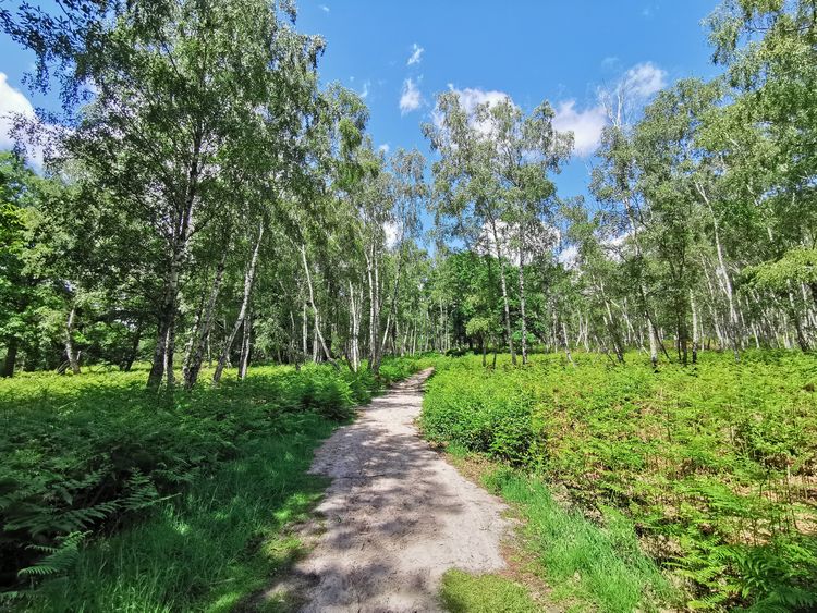 Sentier des 4 Dragons - Rochefort en Yvelines