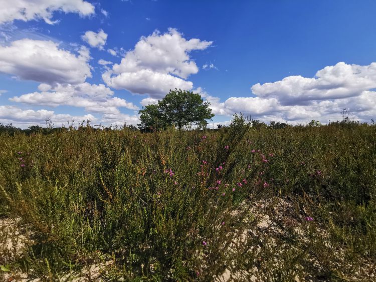 Sentier des 4 Dragons - Rochefort en Yvelines