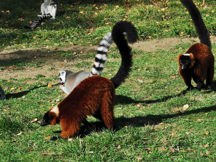 Parc des Félins - Parcs Zoologiques de Lumigny