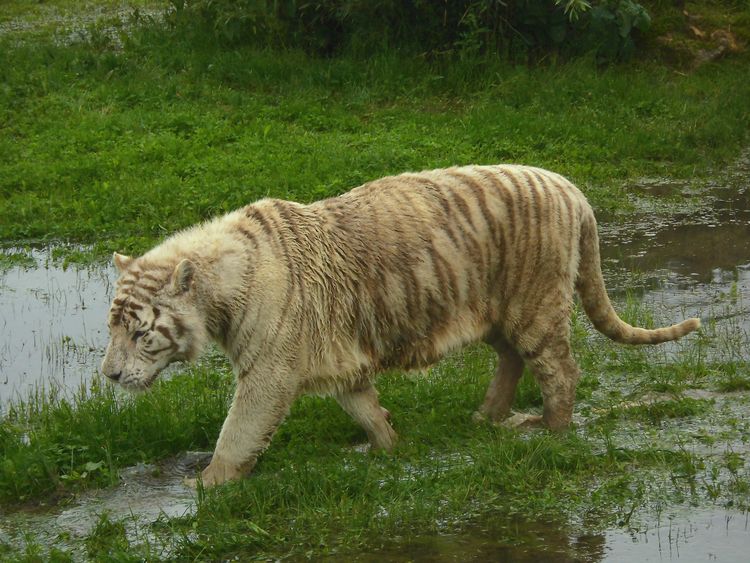 Parc des Félins - Parcs Zoologiques de Lumigny