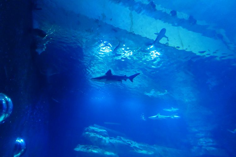 Aquarium de Paris