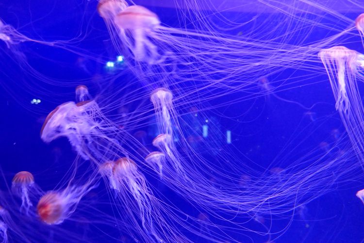Aquarium de Paris