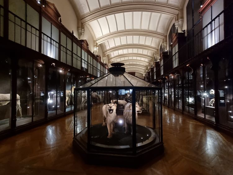 Grande Galerie de l’Évolution - Paris