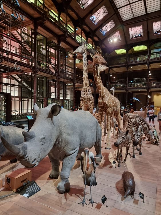 Grande Galerie de l’Évolution - Paris