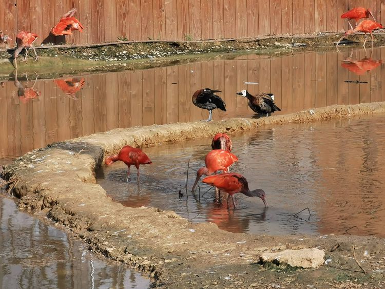 Parrot World - Crécy-la-chapelle
