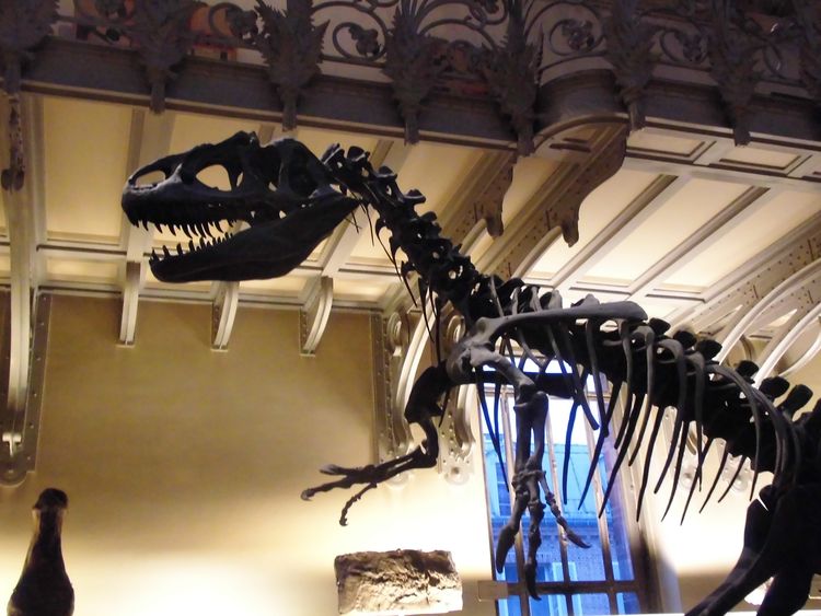 Galerie de Paléontologie et d’Anatomie Comparée