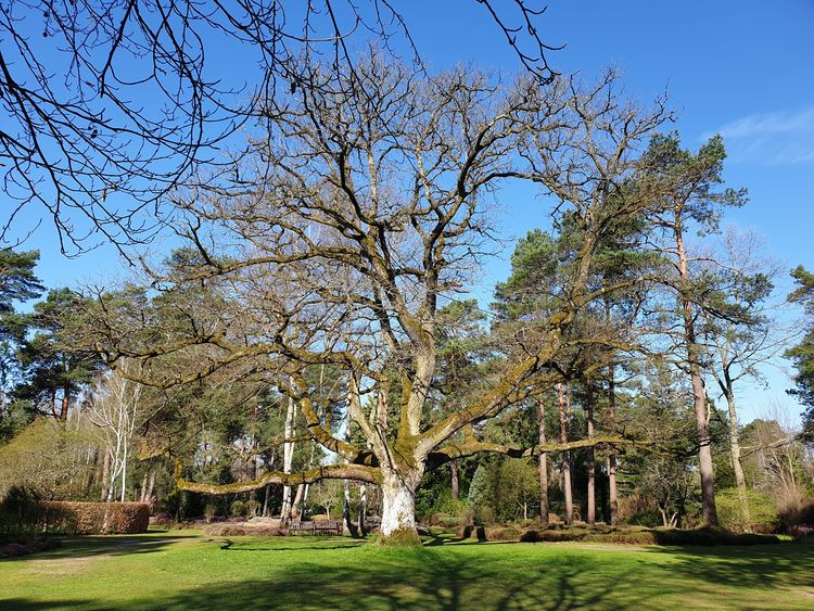 Arboretum des Grandes Bruyères - Ingrannes